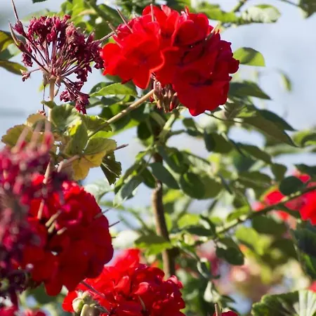 Reis Sao Goncalo Villa Funchal