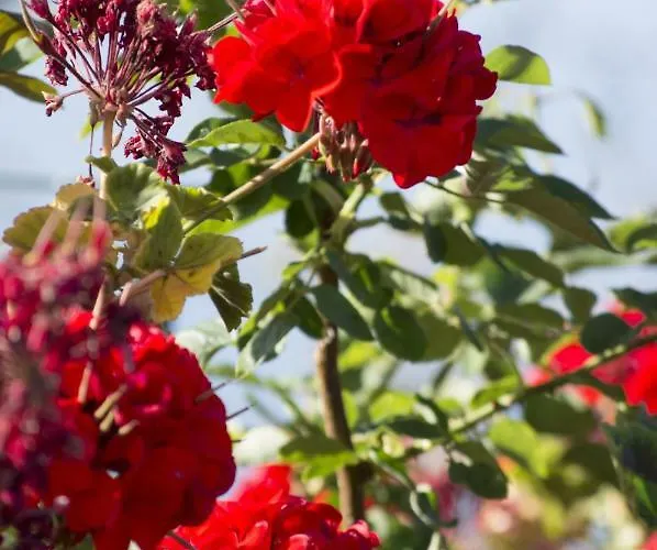 Reis Sao Goncalo Villa Funchal (Madeira)