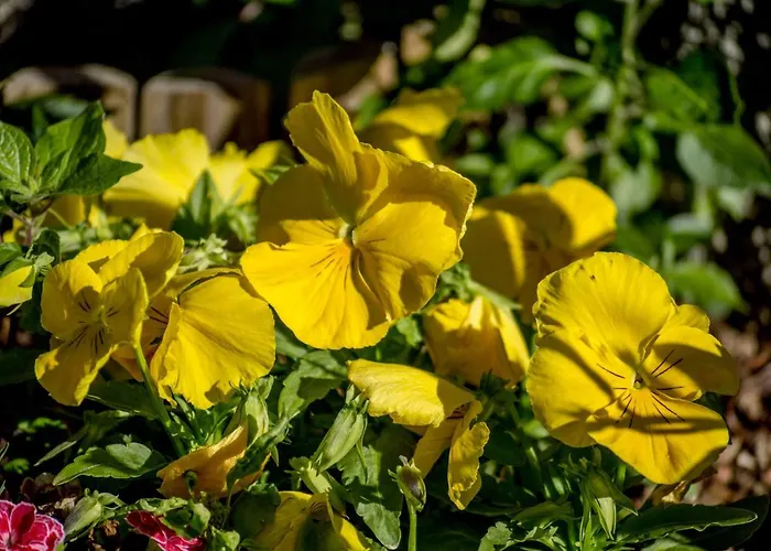 Reis Sao Goncalo * 丰沙尔