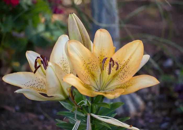 Reis Sao Goncalo 别墅