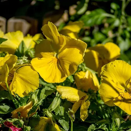 Reis Sao Goncalo * Фуншал