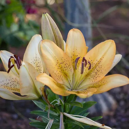 Reis Sao Goncalo Вилла